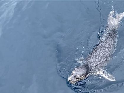 基隆外海出現野生海豹 海科館：實屬罕見