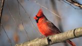 The birds we take for granted in the Tri-State are a rarity in other parts of the U.S.