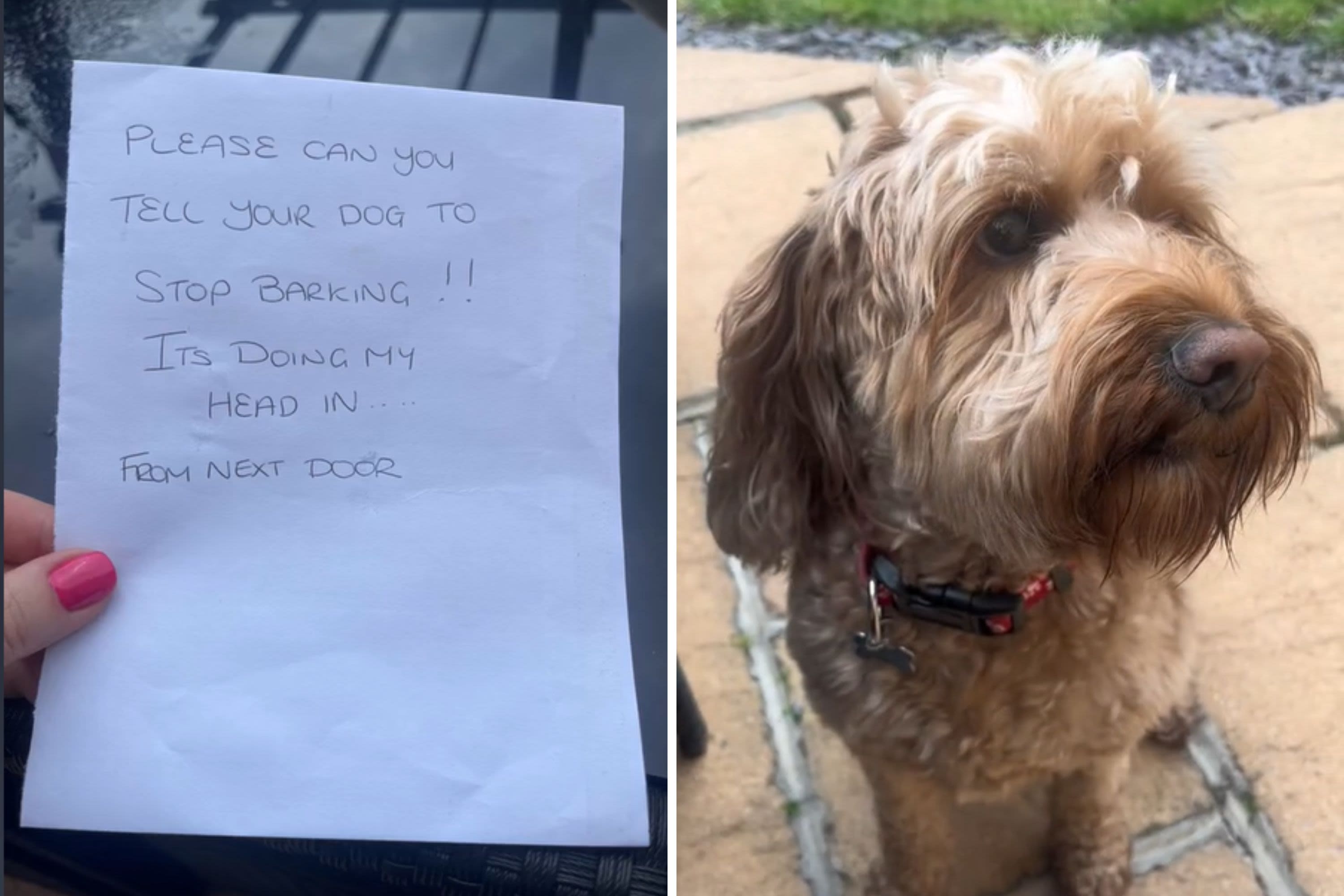 Neighbor fed up with barking dog next door decides to take action