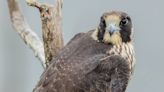 See the dramatic moment a falcon snatched a puffin out of the sky. ‘Absolutely nuts’