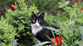 How to stop cats pooing in garden: £1.50 plant from B&Q that cats 'hate'