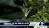 Apparent marijuana plants sprout in tulip garden at Wisconsin State Capitol