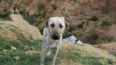 Türkisches Parlament verabschiedet Gesetz gegen Straßenhunde