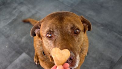 Labrador Enlists the Help of the Cat to Get to Treats She Couldn’t Reach