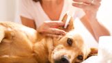 How to Clean Your Dog's Ears the Right Way, According to Veterinarians