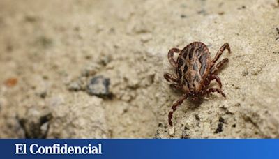 La garrapata 'Hyalomma lusitanicum' crece en Barcelona y Tarragona: qué debes saber sobre ella, riesgos y consejos contra su picadura