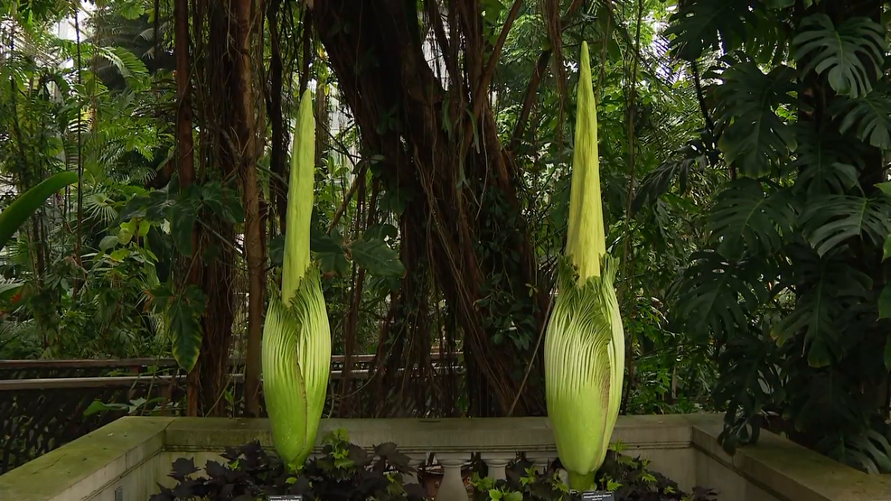 Two corpse flowers set to bloom at US Botanical Gardens this weekend