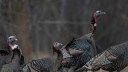 States Continue to Cut Turkey Hunting Opportunities Amid Population Declines