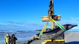 Une baleine incroyablement rare s'échoue sur une plage de Nouvelle-Zélande