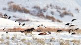 Study highlights crucial role of gray wolves in ecosystem health amid conservation lawsuit