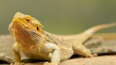 People with Bearded Dragons as Pets May Be Exposed to a Rare Strain of Salmonella: Report