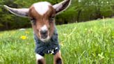 At this farm, visitors can escape life and play with adorable baby goats