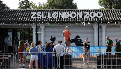 “Sólo él lo sabe”: ¿Banksy cerró su serie animal en el Zoológico de Londres?