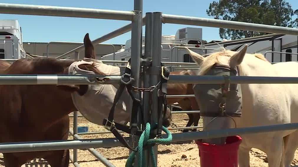 Salinas saddles up for the rodeo with a week of festivities