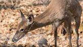 Texas Officials Are Taking A Big Risk To Fight A Devastating Deer Disease