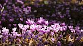 You’ll Want to Grow This Pink Flowering Perennial in Your Garden