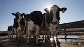 Un estudio confirma que la gripe letal de las aves se está transmitiendo de vaca a vaca