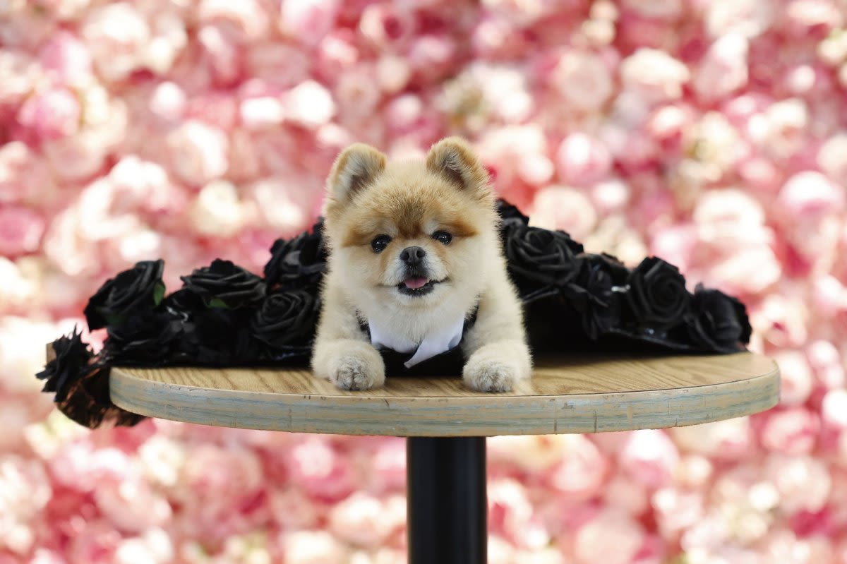 Look: Dogs don Met Gala-inspired looks at Pet Gala fashion show - UPI.com