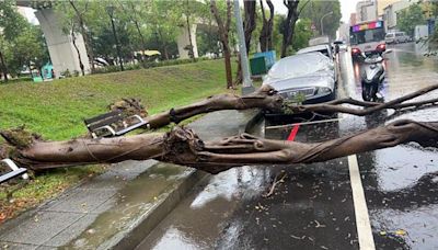 大雨狂炸台中 路樹暴雨中折腰橫躺路中 - 生活