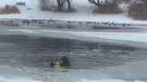 WATCH: Very ungrateful dog named ‘Bob’ rescued from icy pond