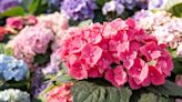 Make hydrangeas flower 'bigger and better' with 'bloom boosting' tip