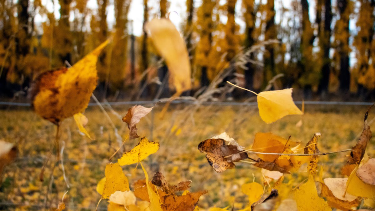 First day of fall arrives this month in Chicago area. Here’s what to know