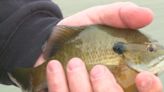 Missouri free fishing days for all residents