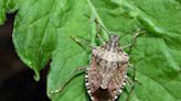 Invasive stink bugs in WA, how to repel the smelly bugs and get them out of your home