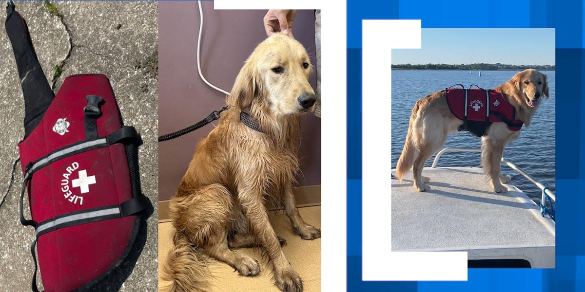 Lost dog found alive 36 hours after boating accident