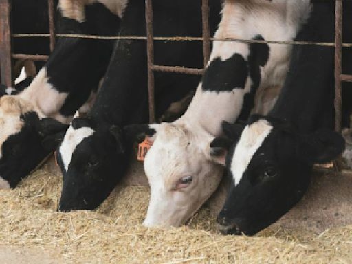 Gripe aviar se propaga a vacas lecheras de Colorado; legisladores piden acciones