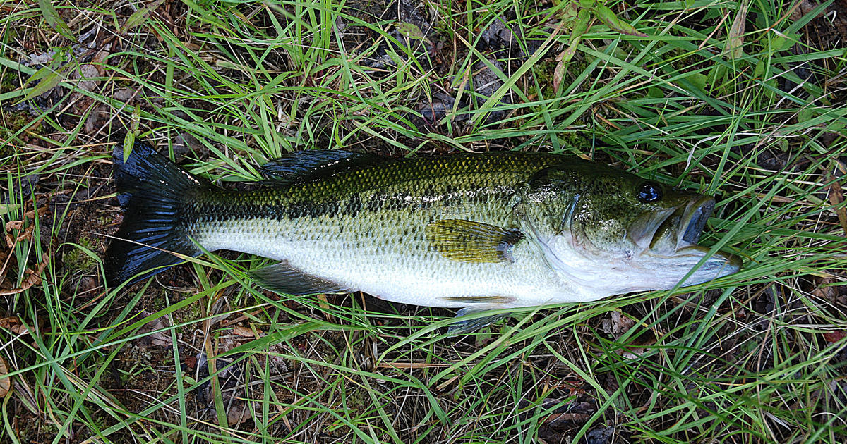 Ohio man pleads guilty to killing 43,000 fish after dumping hazardous waste into river