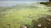 Lough Neagh and the politics of pollution - Patrick Murphy