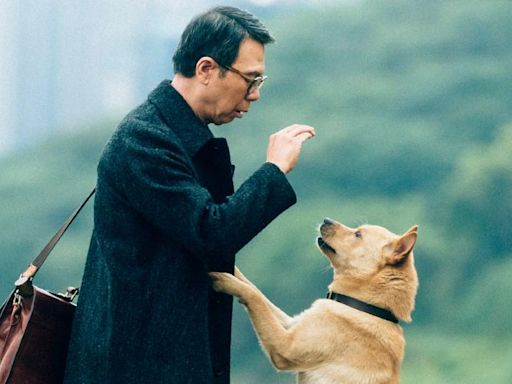 Estrenos de cine: el perro que esperó por años el regreso de su dueño