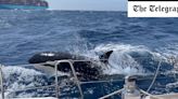 Killer whales ‘playing’ with boats because they are bored