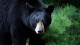 Woman's 2023 death was first fatal black bear attack on a human in California records