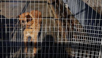 Los ataques de perros en Gijón, al alza: más de 40 casos entre 2023 y este año