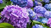 The exact spot to plant hydrangeas for big beautiful blooms