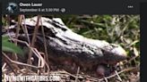 See a three-legged alligator show her maternal instinct — with her jaws — in Florida