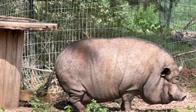 300-pound pig rescued from sinkhole in Wilson County