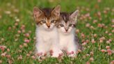 32 facts about kittens