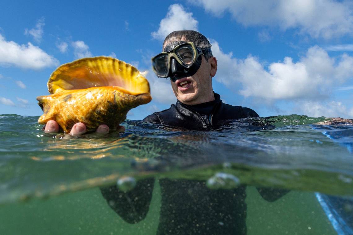 Florida conchs are in hot water. Can moving them deeper revive a plunging population?