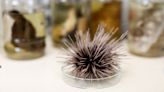 Sea urchin pandemic spreads beyond Red Sea, endangering coral reefs