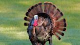 IDNR seeking volunteers for summer wild turkey survey