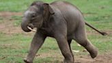 Baby Asian elephant named Thai word for Queen in honour of the late monarch