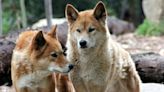 Modern Dingoes Share Little DNA With Modern Dog Breeds