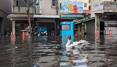 旗津每年「晴天淹水」高市府推工程對抗大潮 議員質疑成效