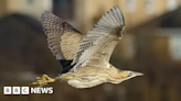 Bitterns attract wildlife tourists to Somerset Levels