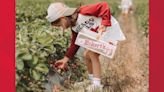 Strawberry season: When you can pick your own berries at Eckert's