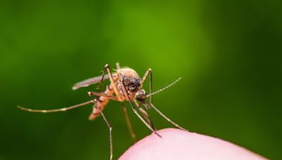 What's the Jamestown Canyon virus, the virus found in some Maine mosquitoes?