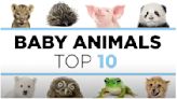 PBS Intl. to Debut Season 2 of ‘Baby Animals: Top 10’ at MipTV, Alongside Kid-Friendly Version (EXCLUSIVE)